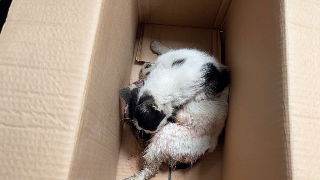 WhatsApp Image 2026 04 25 at 12.57.53 1