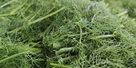 Arapsaçı Otu: Aydın ve Ege Mutfağının Sağlıklı Lezzeti