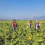 Ayçiçeğinde tohum desteği başladı