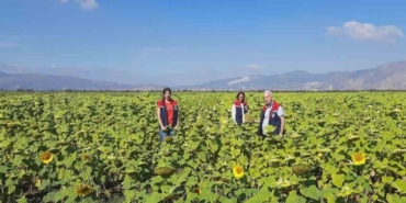 Ayçiçeğinde tohum desteği başladı