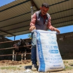 Aydın Büyükşehir’den Germencik’te küçük üreticilere yem desteği