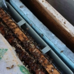 Aydın’da arı kolonileri gençleşiyor, arıcılar sezondan umutlu