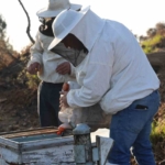 Aydın’da arı kolonileri gençleşiyor, arıcılar sezondan umutlu