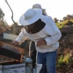 Aydın’da arı kolonileri gençleşiyor, arıcılar sezondan umutlu