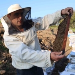 Aydın’da arı kolonileri gençleşiyor, arıcılar sezondan umutlu