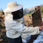 Aydın’da arı kolonileri gençleşiyor, arıcılar sezondan umutlu