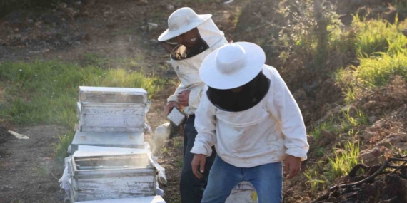 Aydın’da arı kolonileri gençleşiyor, arıcılar sezondan umutlu
