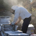 Aydın’da arı kolonileri gençleşiyor, arıcılar sezondan umutlu