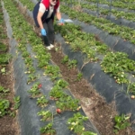 Aydın’da hasat öncesi çilek bahçeleri kontrol edildi