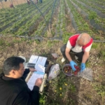 Aydın’da hasat öncesi çilek bahçeleri kontrol edildi