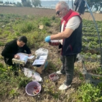 Aydın’da hasat öncesi çilek bahçeleri kontrol edildi