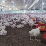 Aydın’da kanatlı üretimi 71 işletmede sürüyor