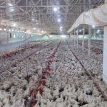 Aydın’da kanatlı üretimi 71 işletmede sürüyor