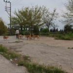 Aydın’da sokak köpeği sorunu devam ediyor