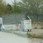 Aydın’da sokak köpeği sorunu devam ediyor