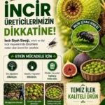 Buharkent’te incir üreticilerine siyah sinek uyarısı