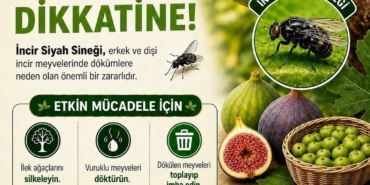Buharkent’te incir üreticilerine siyah sinek uyarısı