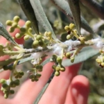 Didim’de zeytin üreticilerine zararlı uyarısı