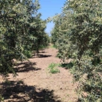 Didim’de zeytin üreticilerine zararlı uyarısı