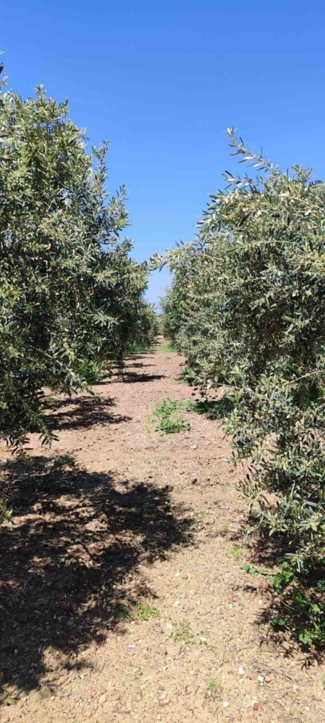 didimde zeytin ureticilerine zararli uyarisi 45cfbbd6e7d0
