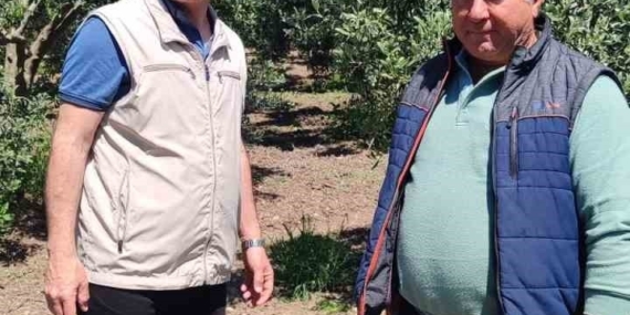 Didim’de zeytin üreticilerine zararlı uyarısı