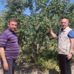 Didim’de zeytin üreticilerine zararlı uyarısı