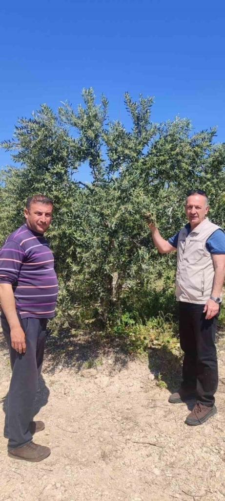 didimde zeytin ureticilerine zararli uyarisi c780592be14a