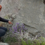 Dünyada sadece Aydın’da yetişen ’Küçük Çan’ yok olma tehlikesiyle karşı karşıya