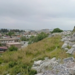 Dünyada sadece Aydın’da yetişen ’Küçük Çan’ yok olma tehlikesiyle karşı karşıya