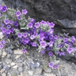 Dünyada sadece Aydın’da yetişen ’Küçük Çan’ yok olma tehlikesiyle karşı karşıya