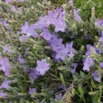 Dünyada sadece Aydın’da yetişen ’Küçük Çan’ yok olma tehlikesiyle karşı karşıya