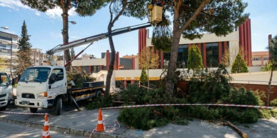 Efeler’de yüksek çam ağaçları bakıma alındı