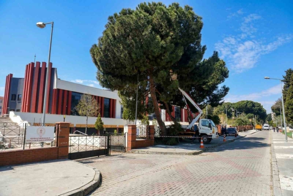efelerde yuksek cam agaclari bakima alindi 348629feeb94