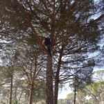 Ekmek parası için komando gibi ağaçlara tırmanıyorlar