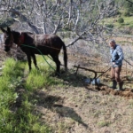 Gençler köyü terk edince iş yaşlılara kaldı