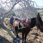 Gençler köyü terk edince iş yaşlılara kaldı