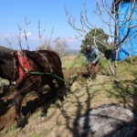 Gençler köyü terk edince iş yaşlılara kaldı