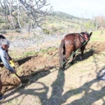 Gençler köyü terk edince iş yaşlılara kaldı