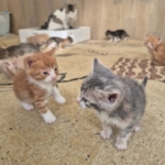 Germencik’te can dostlar yeni yuvalarını arıyor