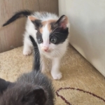 Germencik’te can dostlar yeni yuvalarını arıyor