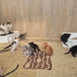 Germencik’te can dostlar yeni yuvalarını arıyor