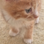 Germencik’te can dostlar yeni yuvalarını arıyor