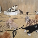 Germencik’te can dostlar yeni yuvalarını arıyor