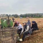 Karacasu’da çiftçilerin tütün mesaisi başladı