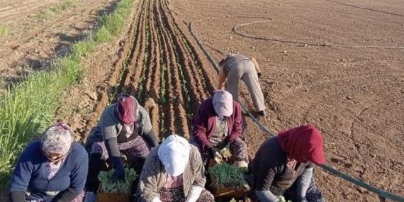 Karacasu’da çiftçilerin tütün mesaisi başladı