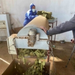 Karacasu’da çiftçilerin tütün mesaisi başladı