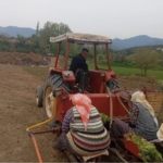 Karacasu’da çiftçilerin tütün mesaisi başladı