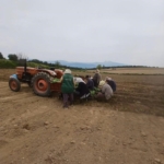 Karacasu’da çiftçilerin tütün mesaisi başladı