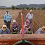 Karacasu’da çiftçilerin tütün mesaisi başladı