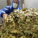 Karacasu’da çiftçilerin tütün mesaisi başladı